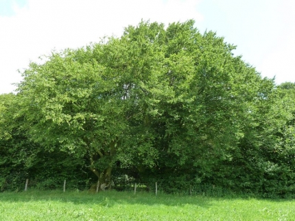 Bild 1 von Zwei Hainbuchen an der Salenkruke